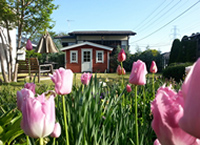 建物と薔薇の写真